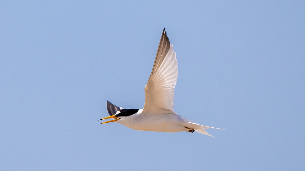 Saunders's Tern
